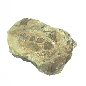 日本産中生代軟体動物化石