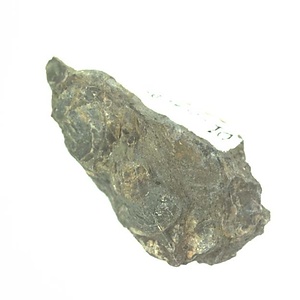 イノセラムス　アワジエンシス