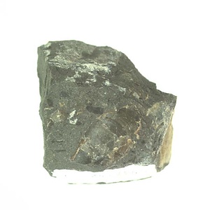 イノセラムス　アワジエンシス