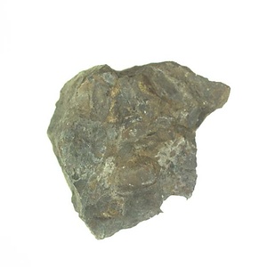 日本産中生代軟体動物化石