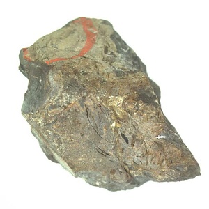 日本産中生代軟体動物化石