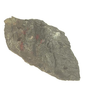 日本産中生代軟体動物化石