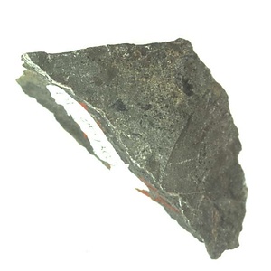 日本産中生代軟体動物化石