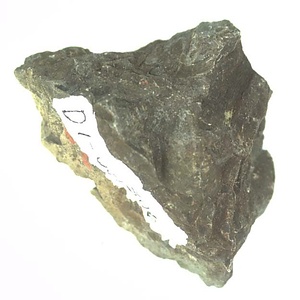 イノセラムス　アワジエンシス