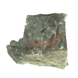 日本産中生代軟体動物化石