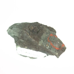 日本産中生代軟体動物化石