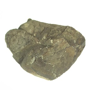 日本産中生代軟体動物化石