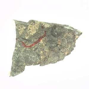 イノセラムス　アワジエンシス