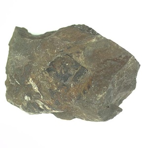 日本産中生代軟体動物化石