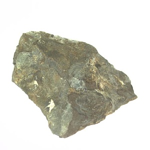 イノセラムス　アワジエンシス