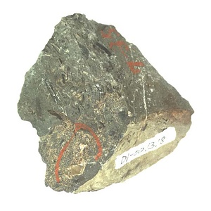 日本産中生代軟体動物化石