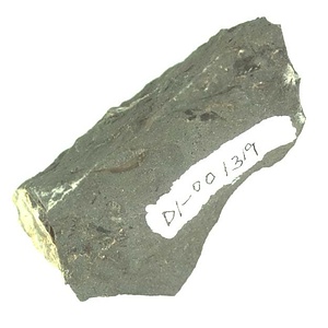 日本産中生代軟体動物化石