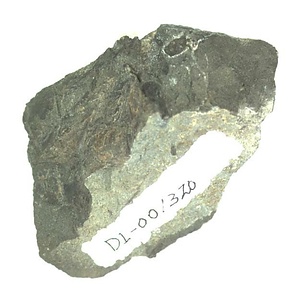 日本産中生代軟体動物化石