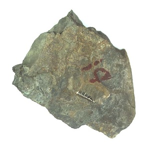 日本産中生代軟体動物化石