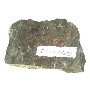 イノセラムス　アワジエンシス