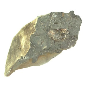 イノセラムス　アワジエンシス