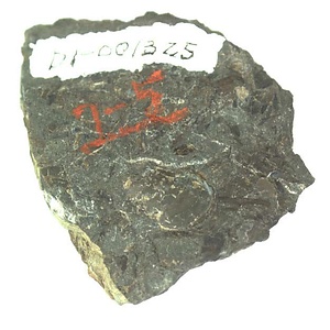 イノセラムス　アワジエンシス