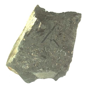 イノセラムス　アワジエンシス