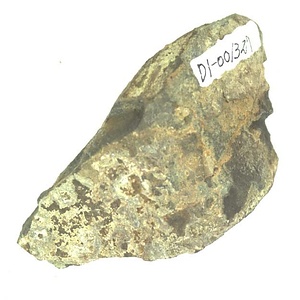 日本産中生代軟体動物化石