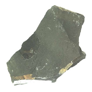 日本産中生代軟体動物化石