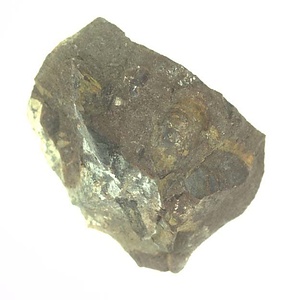 イノセラムス　アワジエンシス