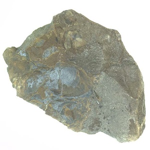 イノセラムス　アワジエンシス