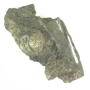 イノセラムス　アワジエンシス