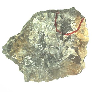 日本産中生代軟体動物化石