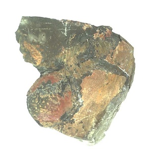 日本産中生代軟体動物化石