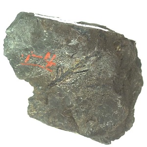 日本産中生代軟体動物化石