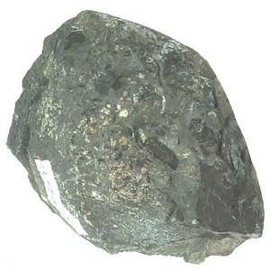 日本産中生代軟体動物化石