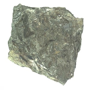 イノセラムス　アワジエンシス