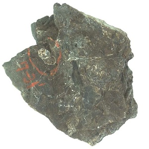 日本産中生代軟体動物化石