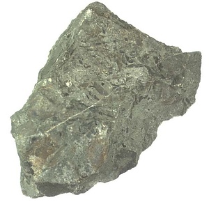 イノセラムス　アワジエンシス