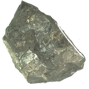 イノセラムス　アワジエンシス