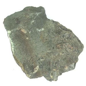 イノセラムス　アワジエンシス