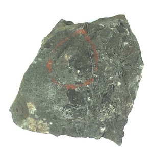 イノセラムス　アワジエンシス