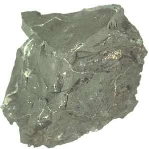 イノセラムス　アワジエンシス