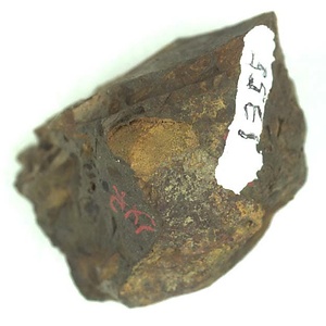 Grammatodon (Nanonavis) sp.  juv.