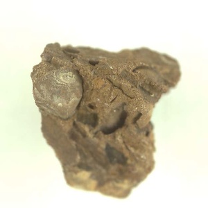 日本産中生代軟体動物化石