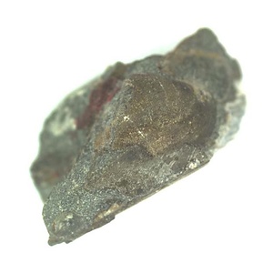 日本産中生代軟体動物化石