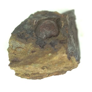 日本産中生代軟体動物化石