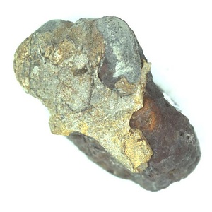 日本産中生代軟体動物化石