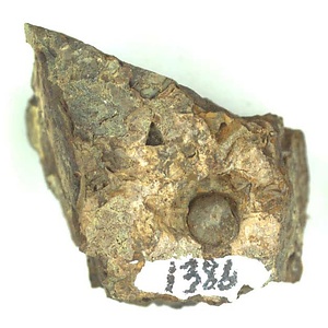 日本産中生代軟体動物化石