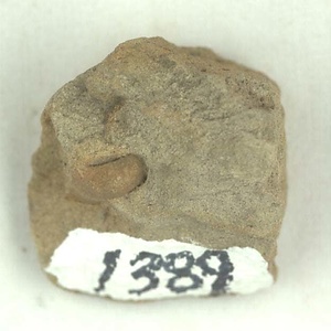 日本産中生代軟体動物化石