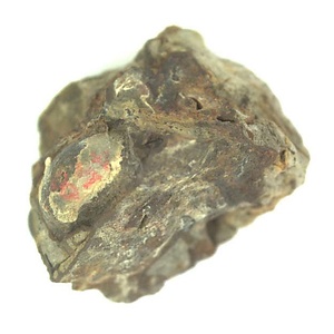 Acila (Truncacila) hokkaidoensis