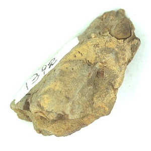 ヌクラーナ（エゾヌクラーナ）マクトラエフォルミス