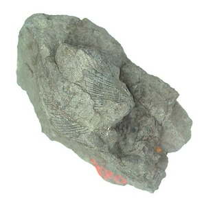 Grammatodon (Indogrammatodon ?)