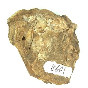 日本産中生代軟体動物化石