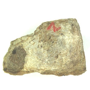 Portlandia  izumiensis